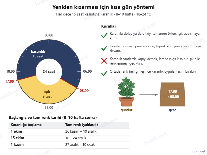 Atatürk çiçeği için kısa gün yöntemi: 24 saatlik kadranda 17.00–08.00 arası 15 saat karanlık ve 9 saat ışık, kurallar ve başlangıç tarihine göre renk tarihleri tablosu