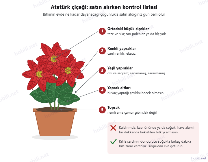 Atatürk çiçeği satın alırken kontrol listesi: ortadaki küçük çiçekler, renkli yapraklar, yeşil yapraklar, yaprak altları, toprak ve taşıma