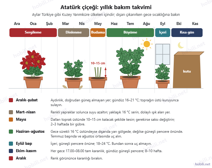 Atatürk çiçeği yıllık bakım takvimi: aralık–şubat sergileme, mart–nisan dinlenme, mayıs budama, haziran–ağustos büyüme, eylül içeri alma, ekim–kasım kısa gün uygulaması