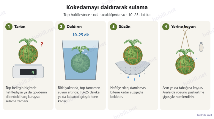 Kokedamayı daldırarak sulama: topu tartma, 10–25 dakika suya daldırma, süzgeçte süzme ve yerine asma