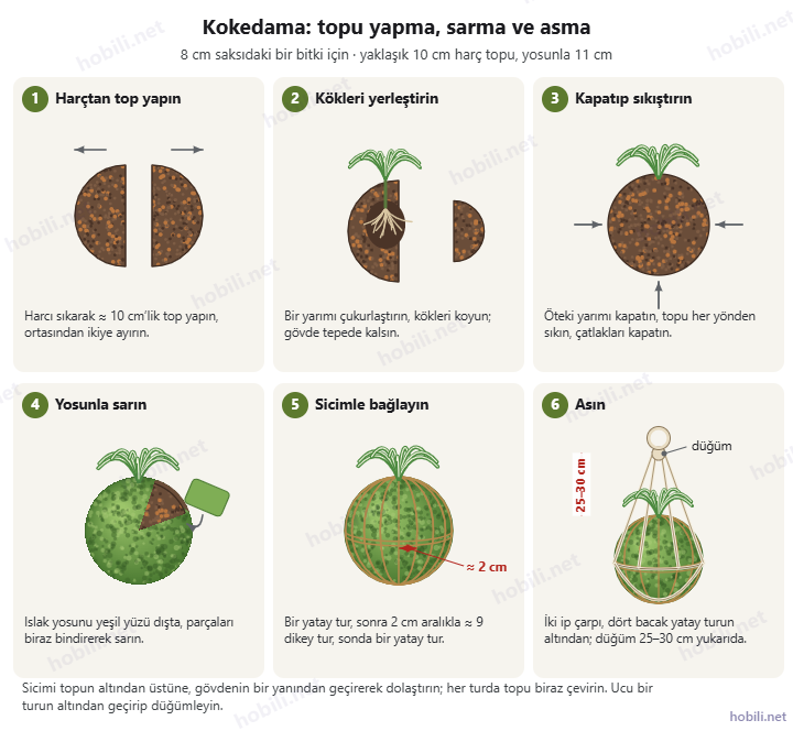 Kokedama yapım adımları: harç topunu ikiye ayırma, kökleri yerleştirme, kapatıp sıkıştırma, yosunla sarma, 2 cm aralıkla sicimle bağlama ve iki iple asma
