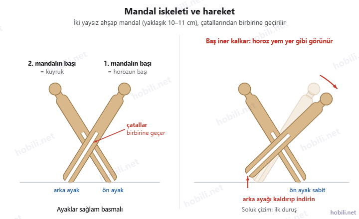 Mandal iskeleti şeması: iki yaysız ahşap mandal çatallarından birbirine geçirilmiş; arka ayak kaldırılınca baş aşağı iner