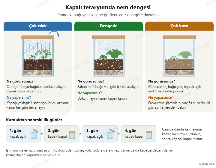 Kapalı teraryumda nem dengesi: çok ıslak, dengede ve çok kuru kavanoz, her durumda yapılacaklar ve ilk dört günün kapak açma–kapama sırası