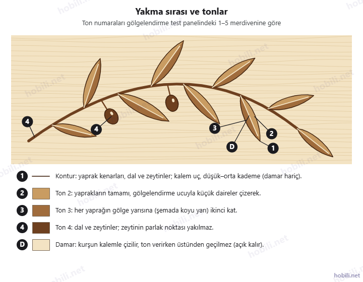 Zeytin dalı yakma sırası: 1 kontur, 2 bütün yaprak ton 2, 3 yaprakların gölge yarısı ton 3, 4 dal ve zeytinler ton 4, damar açık bırakılır